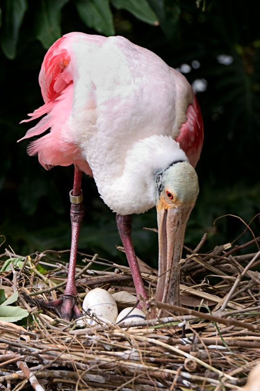 Arranging the Eggs