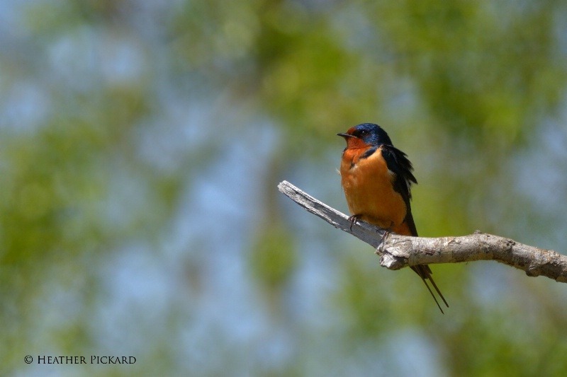 MT 05/11 - Barn Swallow