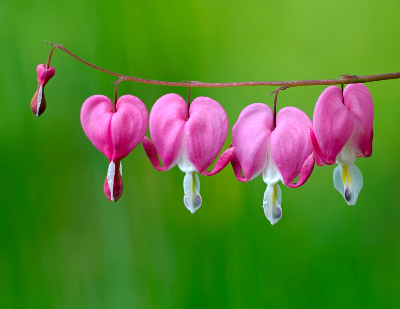 Pretty Maids all in a Row - ID: 11789439 © Eric Highfield