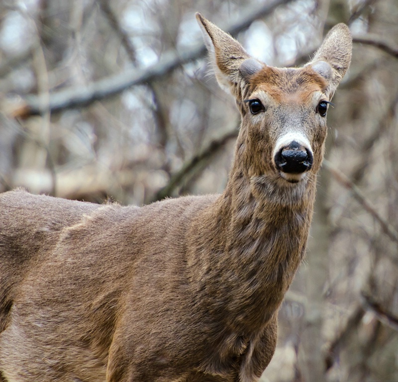 Spring Buck - ID: 11789588 © Eric Highfield