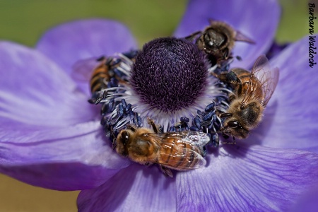 Sharing Anemone 2