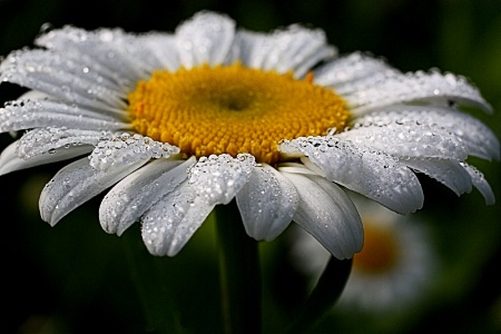 Daisy Jewels