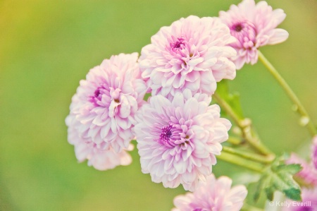 Soft pink with a soft focus