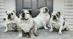 Stay....Good Dogs...