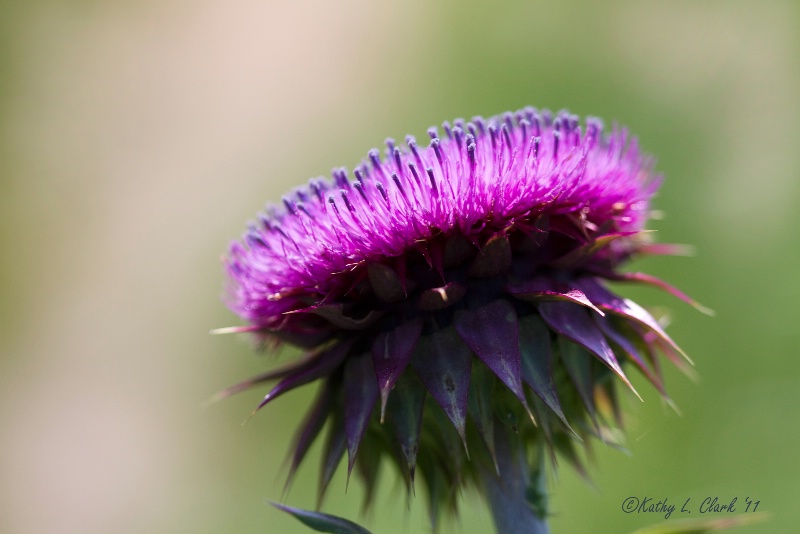 Bristle Thistle