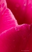 Tulip Detail