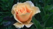  Yellow Rose