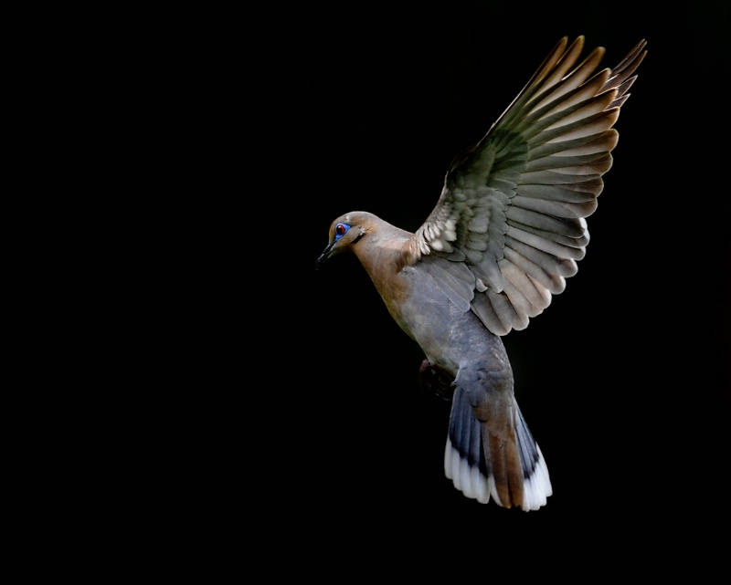Morning dove in flight