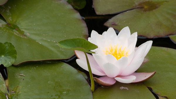 open water lilly