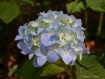 Something Blue