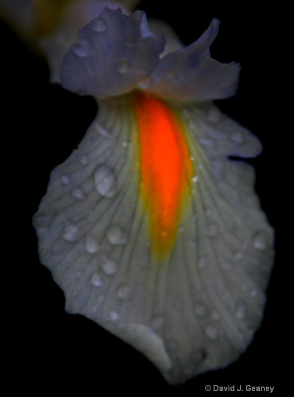 wet iris pettle