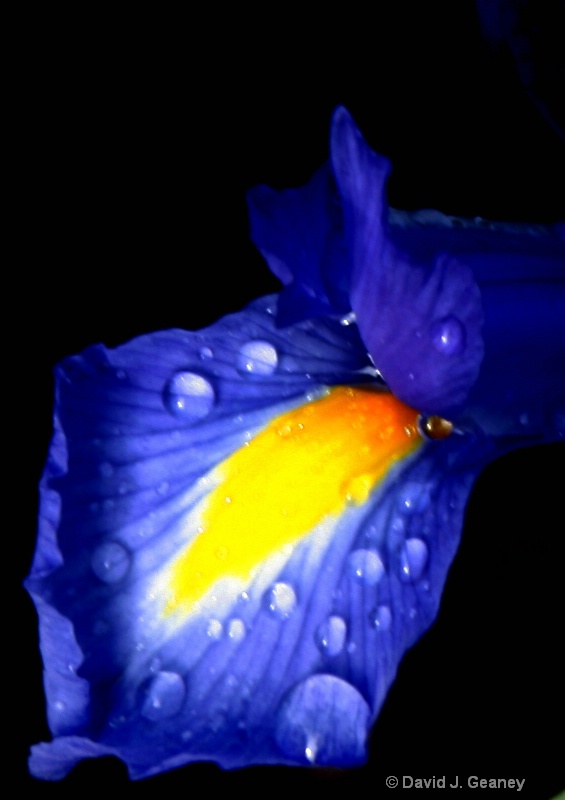 iris pettle with raindrops