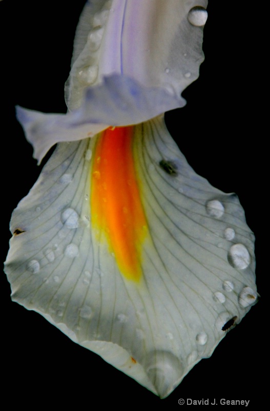 wet white iris pettle