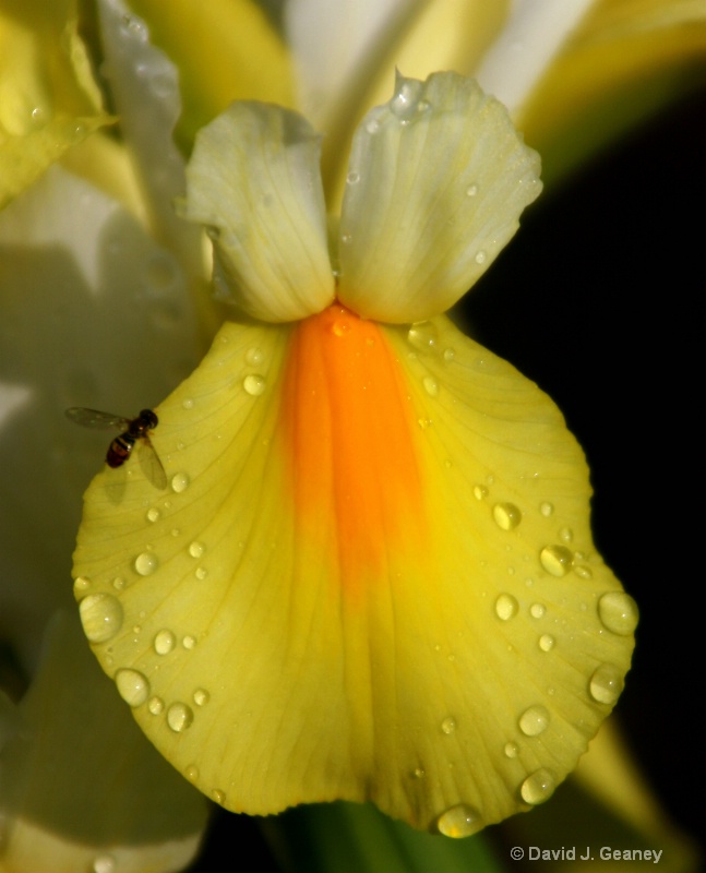 yellow iris with raindrops