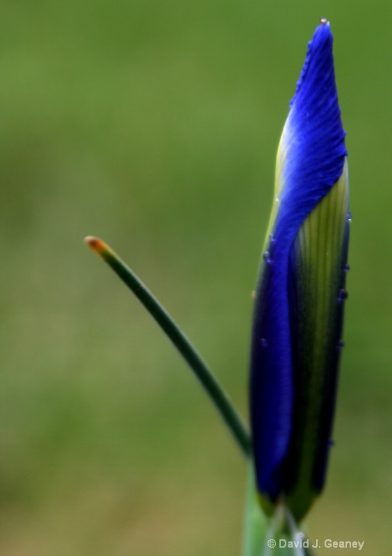 budding iris