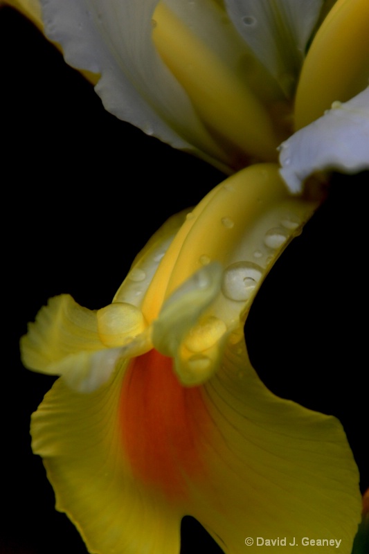 yellow and white iris against black