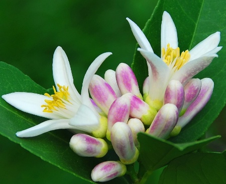 Lemon Flowers