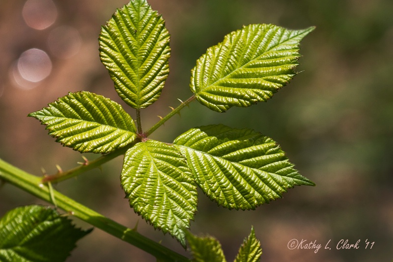 Simply Green