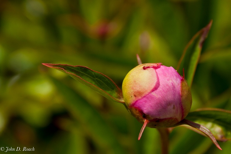 Peoni Bud - ID: 11794899 © John D. Roach