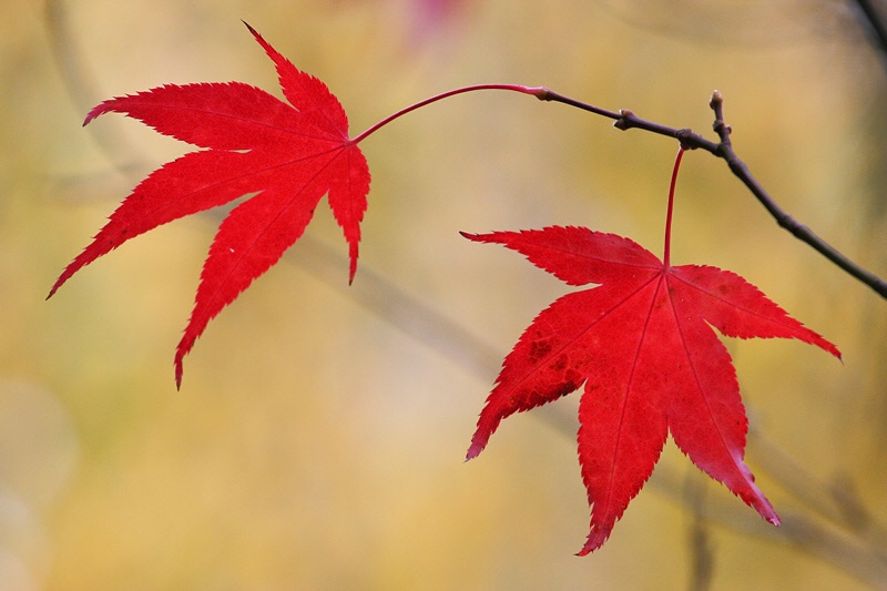 Red leaves, golden dreams