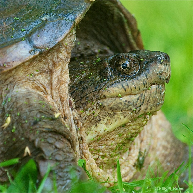 Turtle Neck - ID: 11795955 © Kitty R. Kono