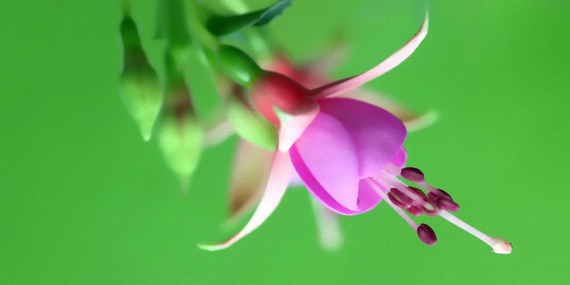 fuschia