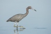 Little Blue Heron