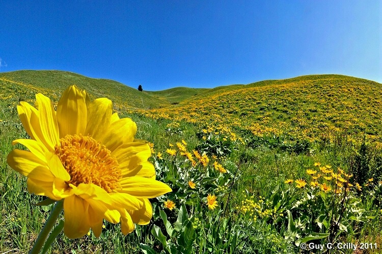 Balsamroot Appreciation