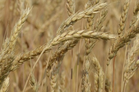 Amber waves of grain