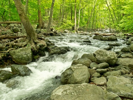 White Oak Canyon; Shenandoah National Park