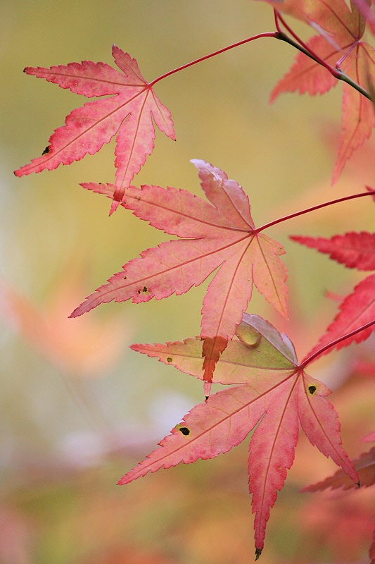 Three pink leaves