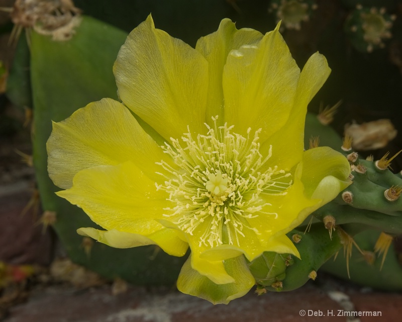 Key West Cactus Flower - ID: 11798067 © Deb. Hayes Zimmerman
