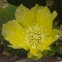Key West Cactus Flower - ID: 11798067 © Deb. Hayes Zimmerman