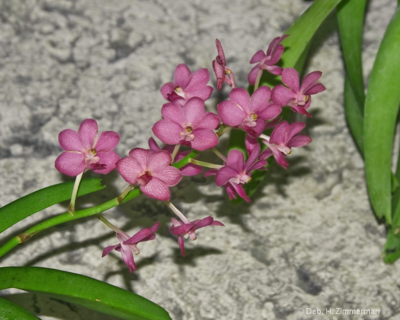 Magenta Orchids for Mark - ID: 11798068 © Deb. Hayes Zimmerman