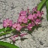Magenta Orchids for Mark - ID: 11798068 © Deb. Hayes Zimmerman