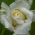 Raindrop on Spiraling White Rose - ID: 11798096 © Deb. Hayes Zimmerman