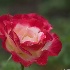 Raindrops on a Red and White Rose - ID: 11798097 © Deb. Hayes Zimmerman