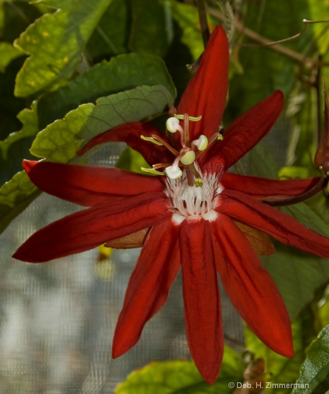 Red Passionflower - ID: 11798098 © Deb. Hayes Zimmerman