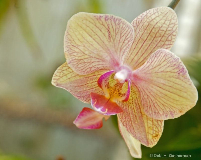 Sunny Orchid - ID: 11798102 © Deb. Hayes Zimmerman