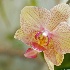 Sunny Orchid - ID: 11798102 © Deb. Hayes Zimmerman