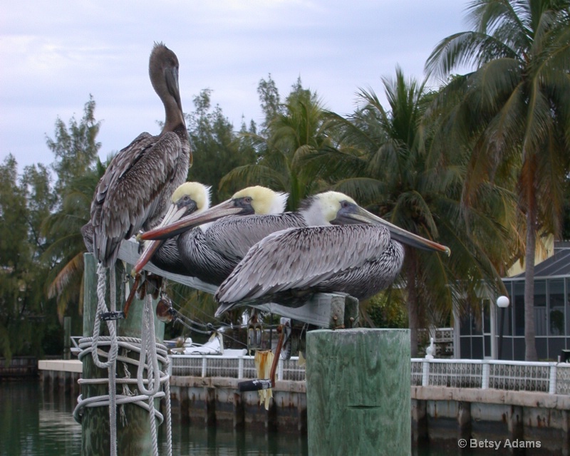 Keys Pelicans