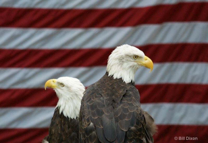 Patriotic Eagles