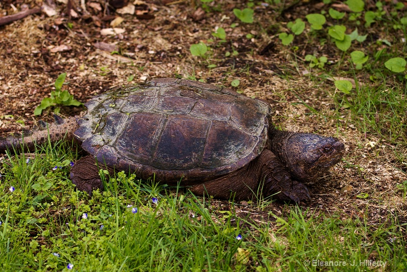 Snapping turtle 2 - ID: 11799746 © Eleanore J. Hilferty