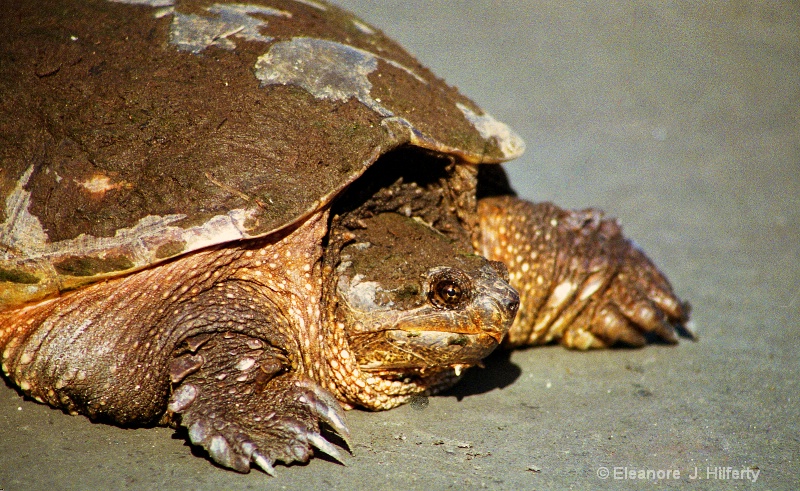 Snapping turtle 3 - ID: 11799750 © Eleanore J. Hilferty