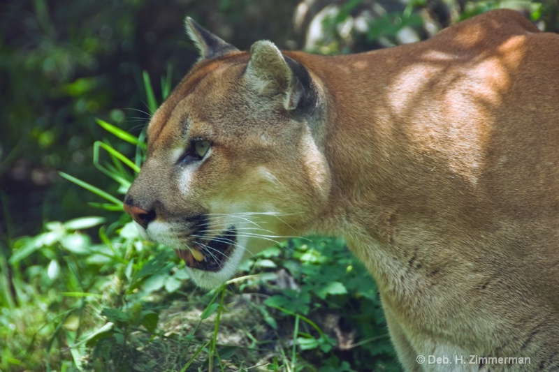 Endangered Florida Panther - ID: 11800291 © Deb. Hayes Zimmerman