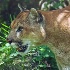 Endangered Florida Panther - ID: 11800291 © Deb. Hayes Zimmerman