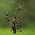 Golden orb Spiders in Almost Mirror Image - ID: 11800294 © Deb. Hayes Zimmerman