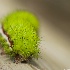 Io Moth Caterpillar -automeri io - leaving  - ID: 11800297 © Deb. Hayes Zimmerman