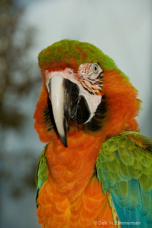  Orange + Macaw - ID: 11800298 © Deb. Hayes Zimmerman