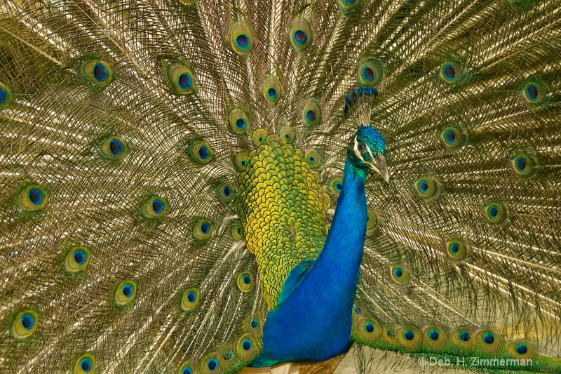 Peacock in Full Glory - ID: 11800301 © Deb. Hayes Zimmerman